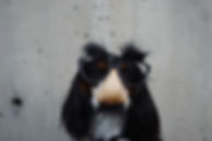 Dog wearing Costume
