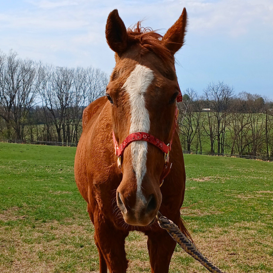 Untitled design - 2026-04-08T090614.525.png