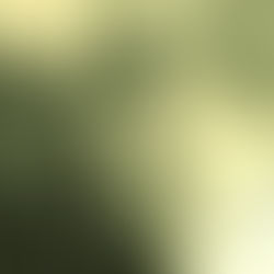 “The Song” a shaman’s spell and a vision of World peace