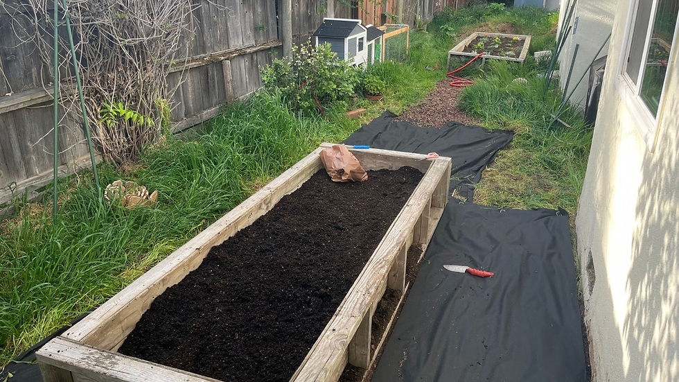 Our senior-rabbit 'Peter's cage sits center of the garden, poised to enjoys its excess!