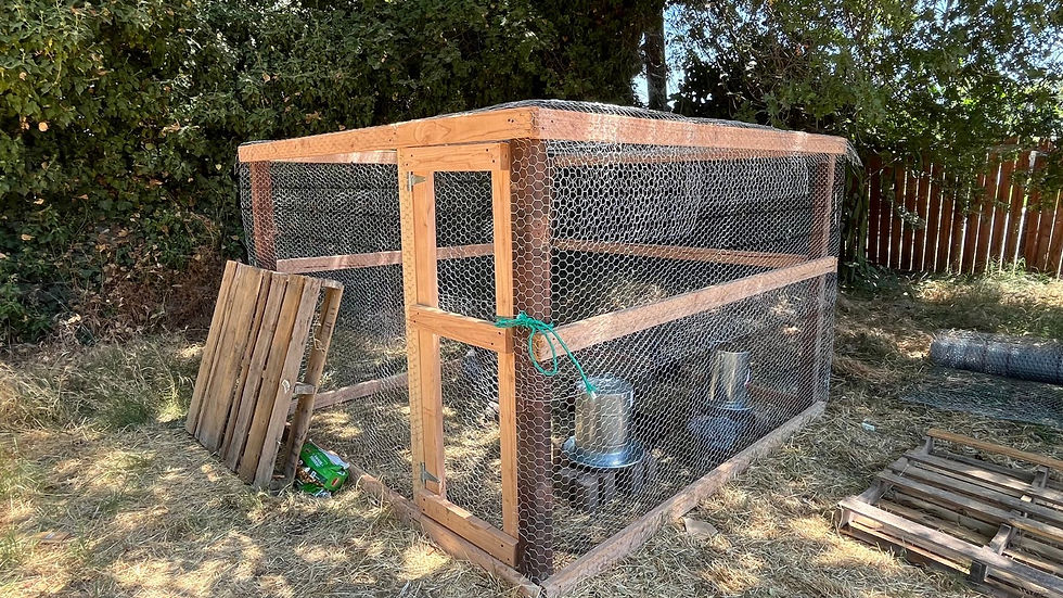 Our chicken run (coop, roof and door latch to be added later, priorities!)