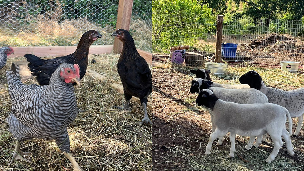 My young chickens and my sheep
