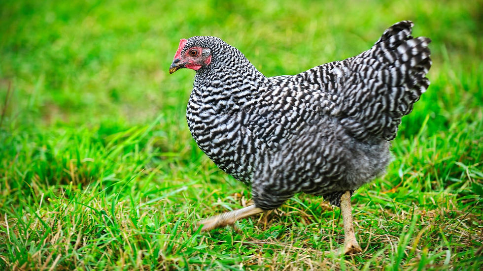 Barred Rock Chicken