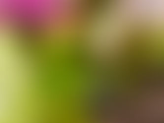 How to Grow a Veggie Garden with Limited Space! 