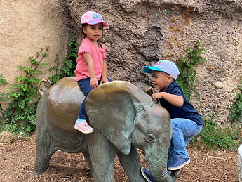 Elephant.jpeg