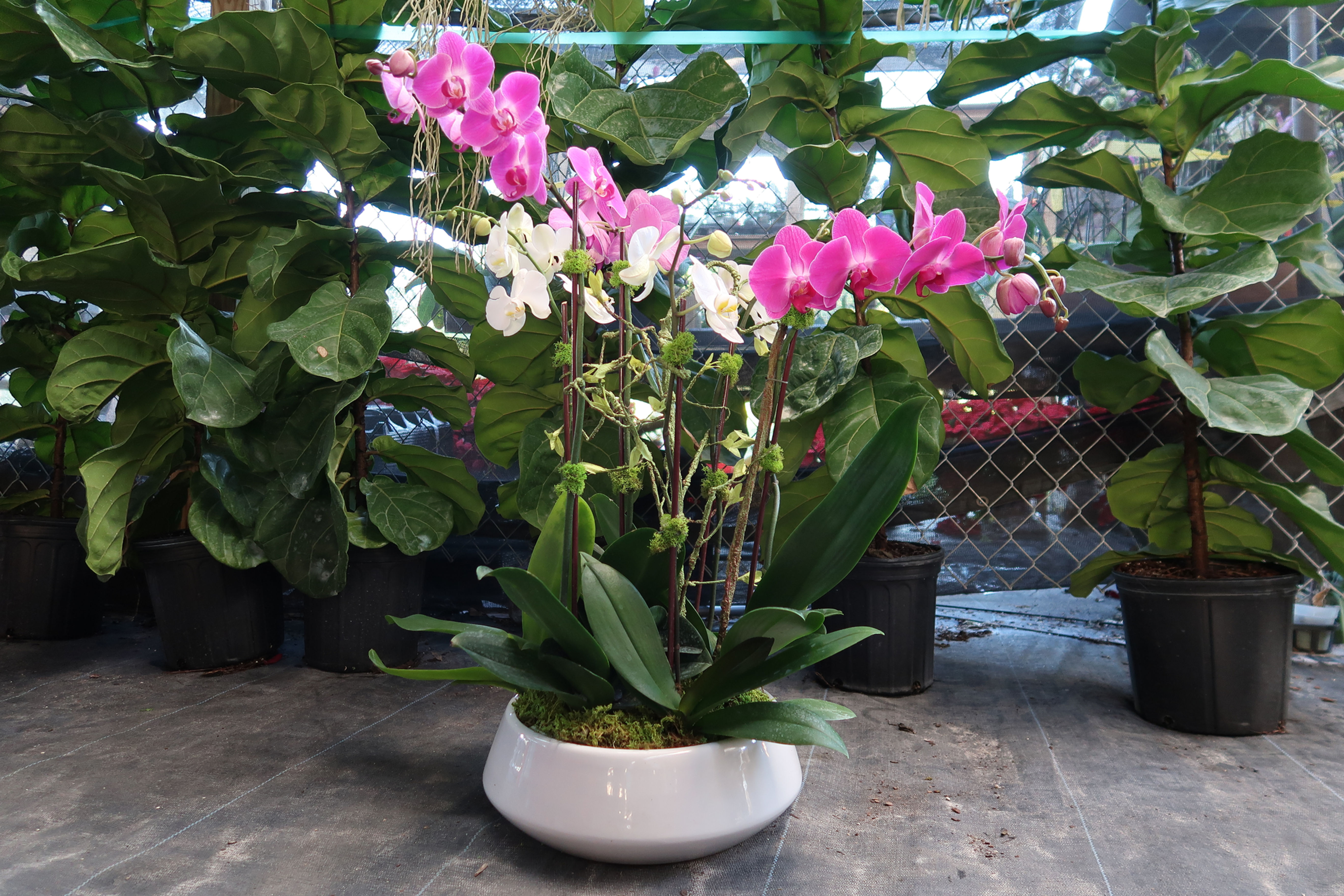 Dos orquídeas blancas y tres orquídeas moradas en maceta circular