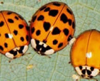 asian-ladybird beetle