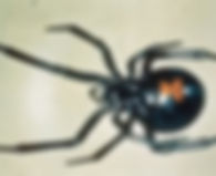 black-widow spider