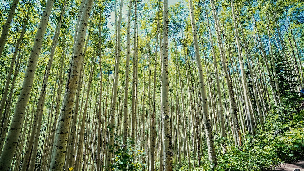 evan-wise-UcOmfw_eSTw-unsplash 1.jpeg
