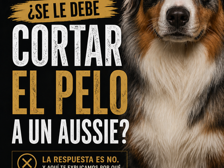¿SE  LE DEBE CORTAR EL PELO A UN  AUSSIE??