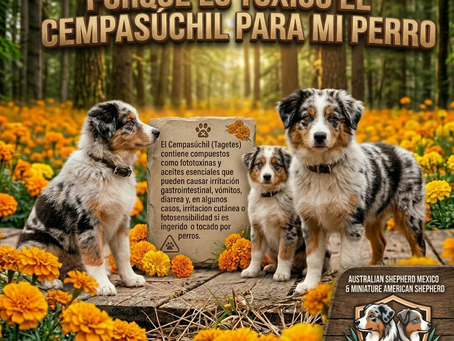 ¿Por qué es toxica la planta de Cempasúchil para mi perro?
