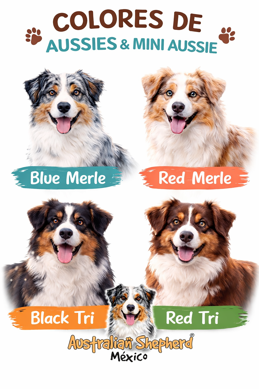 Aussies y Mini Aussie: Sus Colores con Imagen!