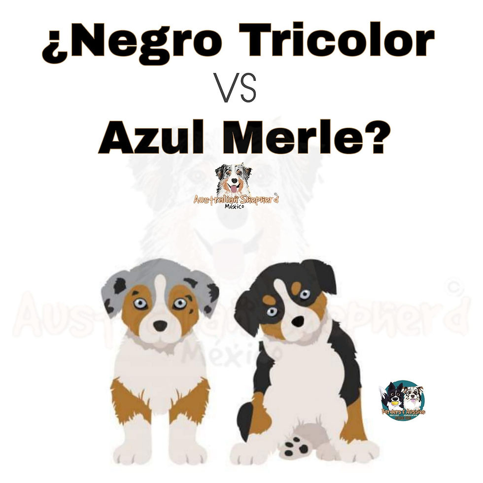 Porque escoger un Aussie Negro !!