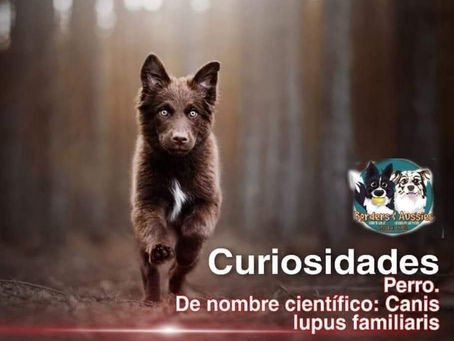 ¿Que tanto sabes de los perros?