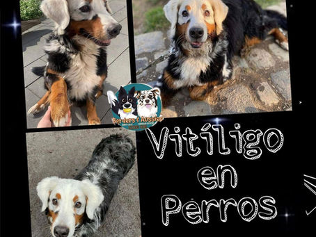⚠️VITÍLIGO EN PERRO⚠️