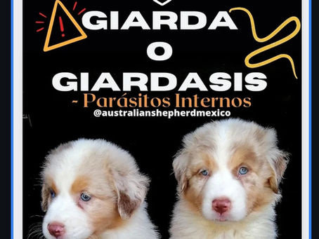 Giarda o Giardasis, Parásito