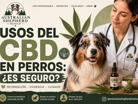 ¿Qué es el CBD y realmente funciona en perros? 🌿