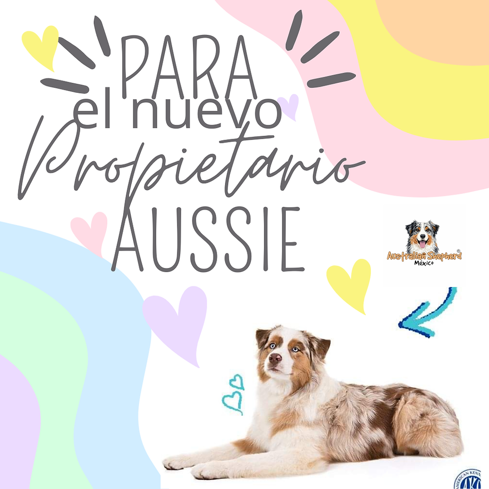 Para nuestro NUEVO propietario AUSSIE