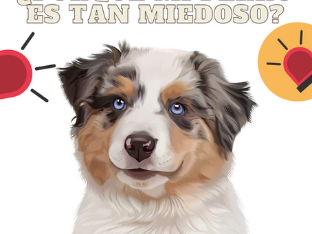 ¿Porque mi perro es miedoso?