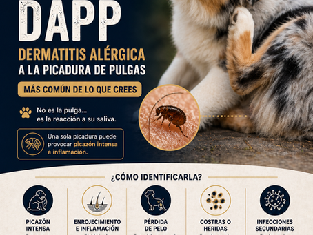 Parásito: DAPP Dermatitis alérgica a la picadura de PULGAS