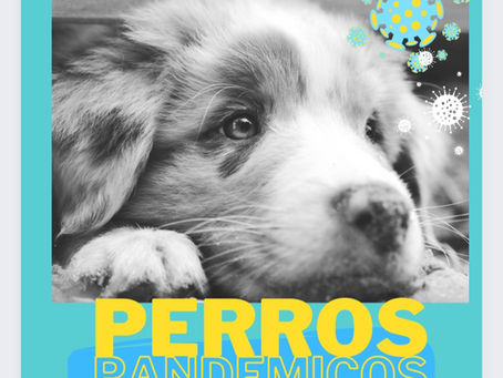 Perros Pandemicos y sus trastornos!
