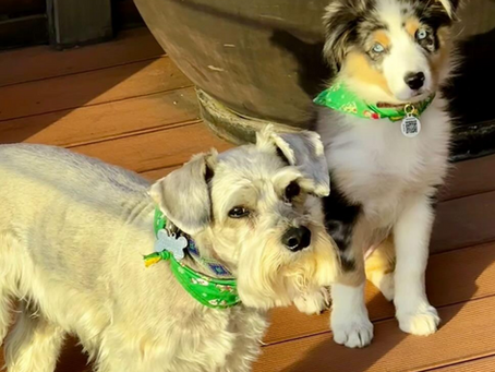 ¿Cómo Socializar dos perros que van a vivir juntos?
