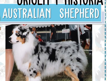 Origen e historia Australian Shepherd