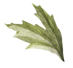 foglia