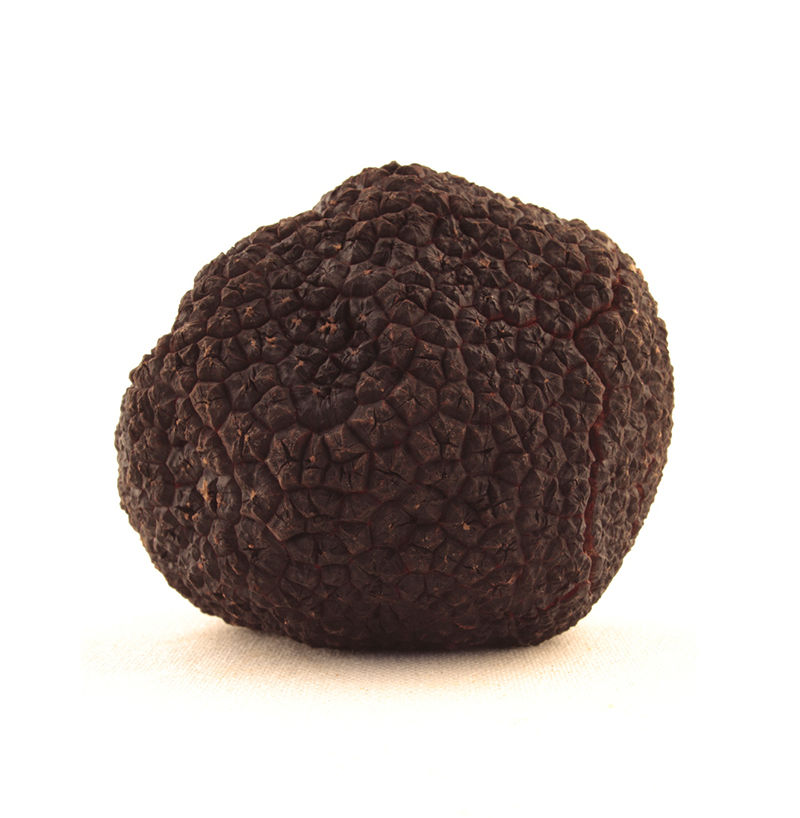 Trufa Tuber uncinatum