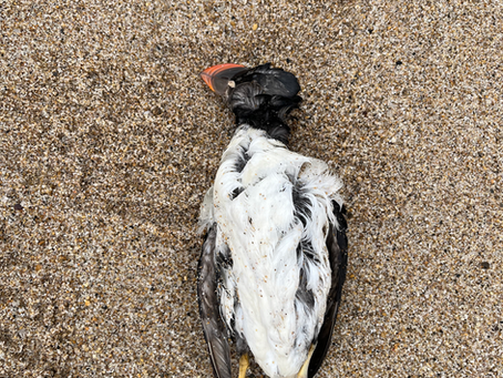 macareux moine échoué plage côte basque après tempête