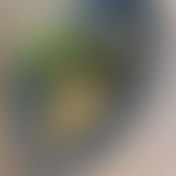 Fire Grilled Mackerel with Apricot glaze and dill oil