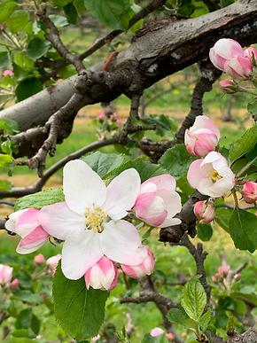 Fleur de pommier