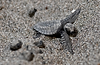 Olive Ridley Sea Turtle.png