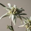 Miniaturbild: Edelweiss Kosmetiklinie Tagescreme mit SPF15, 50ml im Pumpflacon