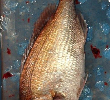 【釣り人】和歌山 海南市 辻 様