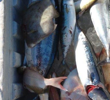 【釣り人】大阪 南河内 牧山様等