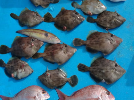 【釣り人】泉佐野市 辰巳様