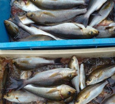 【釣り人】大阪  天王寺区  中村様