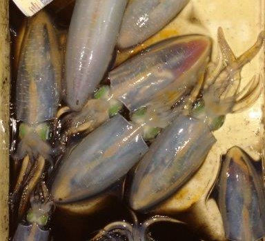 【釣り人】てらい丸 船長