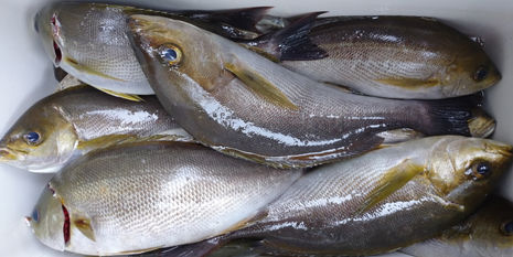 【釣り人】天王寺区 中村様