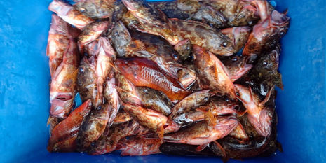 【釣り人】湯浅町　梶野様