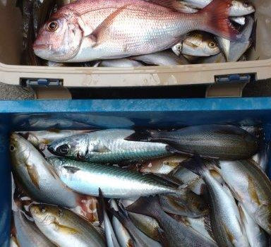 【釣り人】和歌山市  濱田様