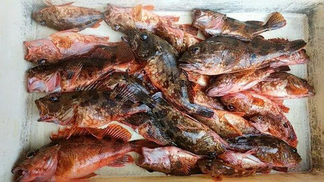 【釣り人】湯浅町　梶野様