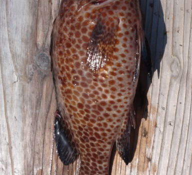 【釣り人】大阪 泉佐野市 辰巳様