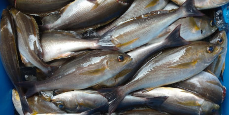 【釣り人】和歌山市   永岡様