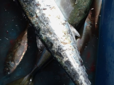 【釣り人】紀の川市   関野様