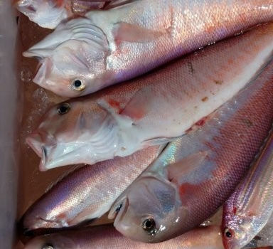 【釣り人】大阪 天王寺区 中村様