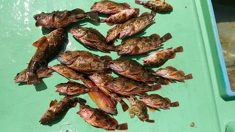 【釣り人】堺市　平塚様等２名