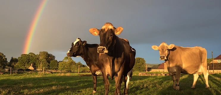 The Wholly herd at Barhouse Farm