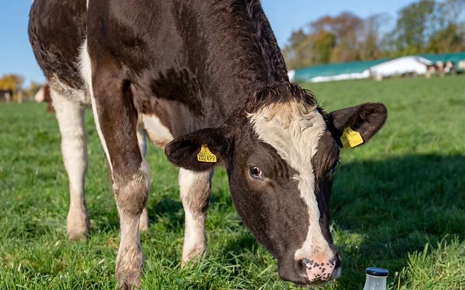 Are Council Milk Swaps Beneficial for the Environment and Health?